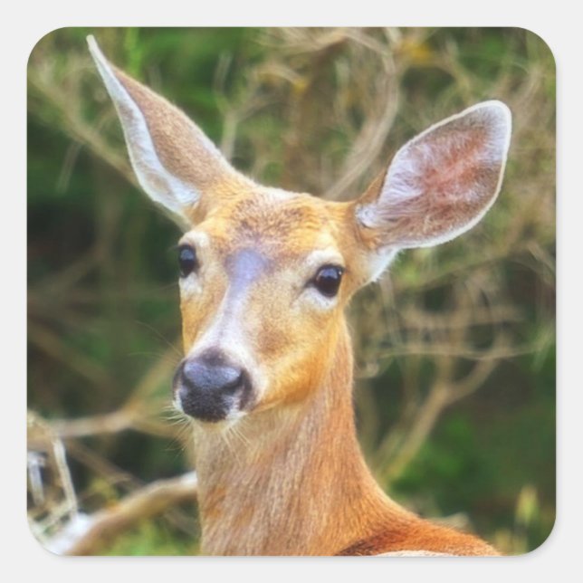 Deer Seal / Sticker / Label (Front)