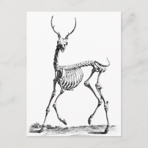 Deer Skeleton postcard
