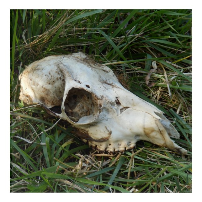 Deer Skull Acrylic Wall Art (Front)