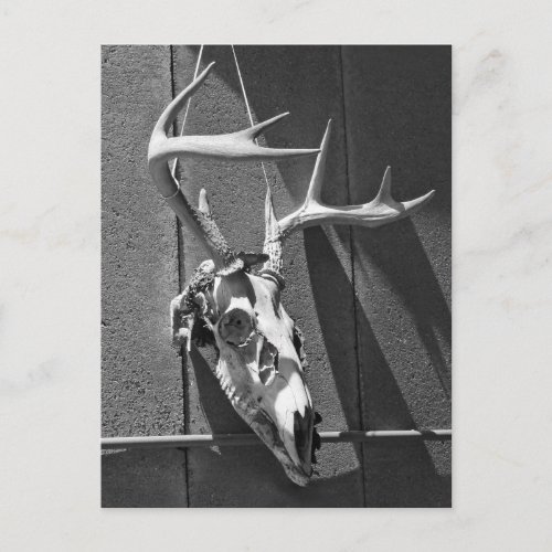Deer Skull and Antlers in Black and White Postcard
