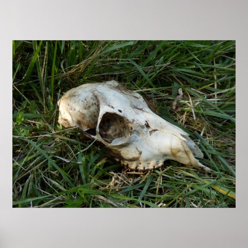 Deer Skull Poster