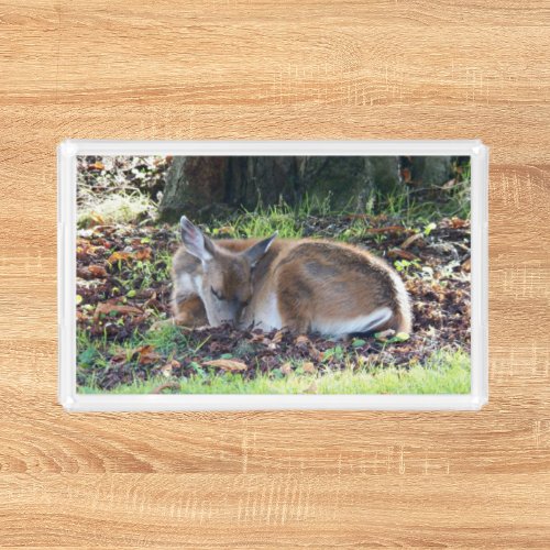 Deer Sleeping on a Bed of Leaves Wildlife Photo Acrylic Tray