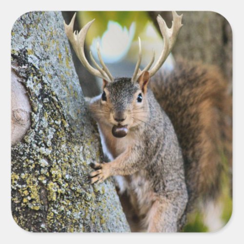 Deer Squirrelly Square Sticker