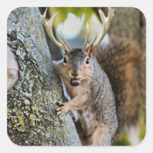 Deer Squirrelly Square Sticker