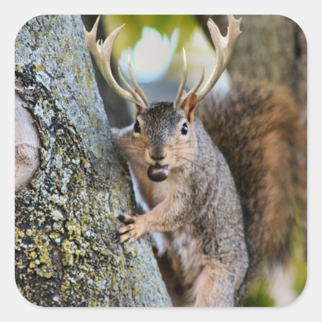 Deer Squirrelly Square Sticker (Front)