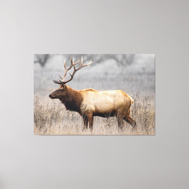 Deer Stag Animals Wildlife Nature Buck Canvas Print (Front)