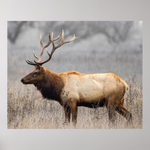 Deer Stag Animals Wildlife Nature Buck Poster