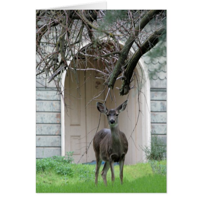 Deer standing in front of the Wehner Mansion Cards (Front)