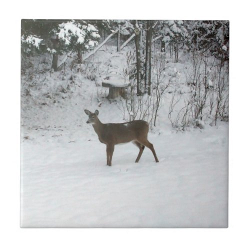 Deer Standing in Snow Tile