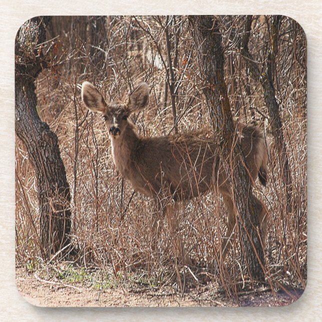 Deer Stare Beverage Coaster (Front)