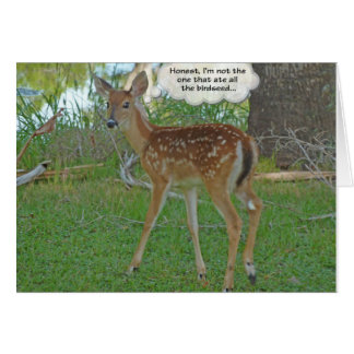 Deer thinking about birdseed cards