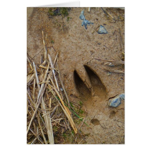 deer track cards (Front)