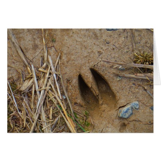 deer track cards (Front Horizontal)
