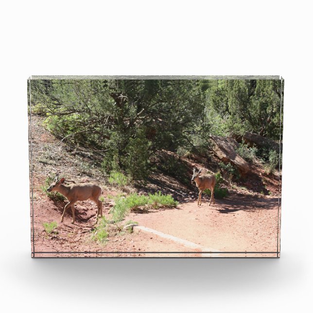 Deer Walking Photo Block (Front)