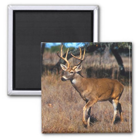Deer Wildlife Magnet