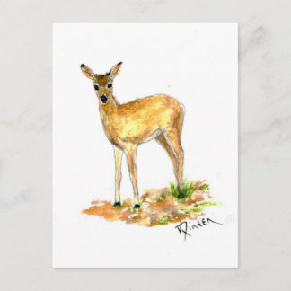 Deer Wildlife postcard
