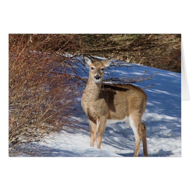 Deer With Snow And Brush Cards (Front Horizontal)