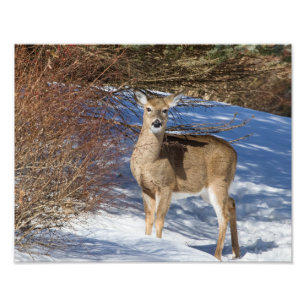 Deer With Snow And Brush Photo Print