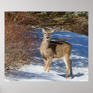 Deer With Snow And Brush Poster