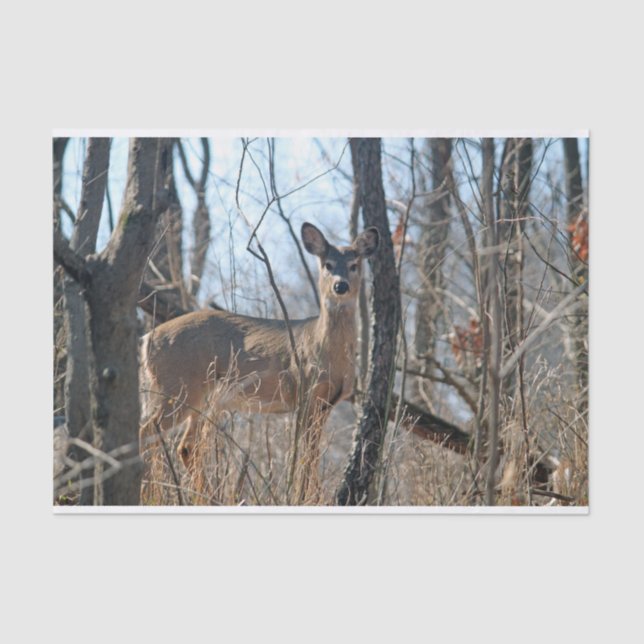 Deer Woods Autumn Tissue Paper (Front)