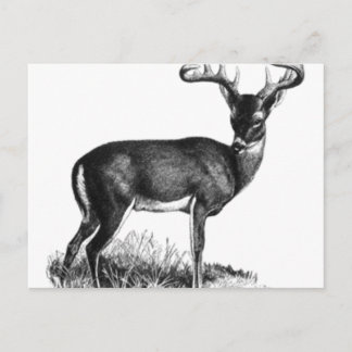 deergif postcard