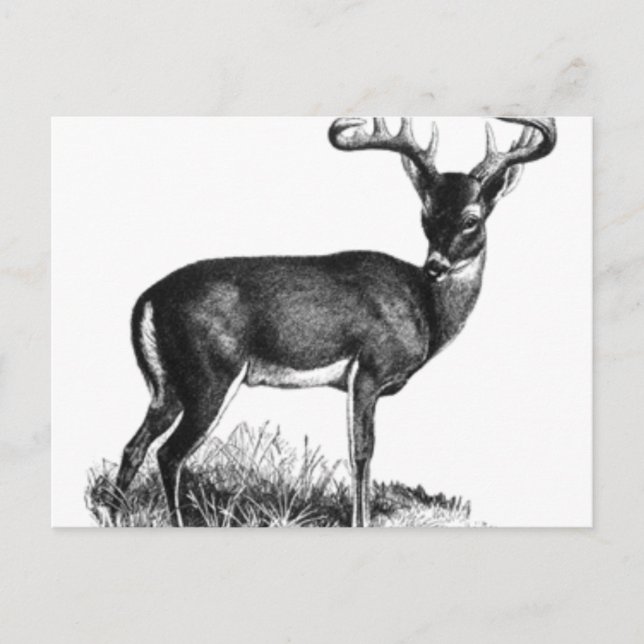 deergif postcard (Front)