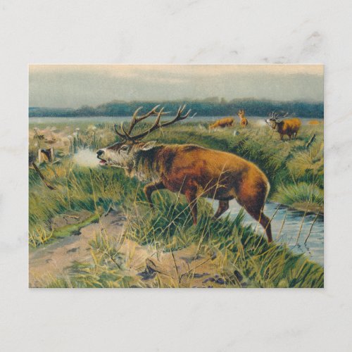 Deers by Dawns Early Light Postcard