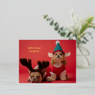 Definitely Naughty Pet Photo Cute Christmas Foil Holiday Postcard