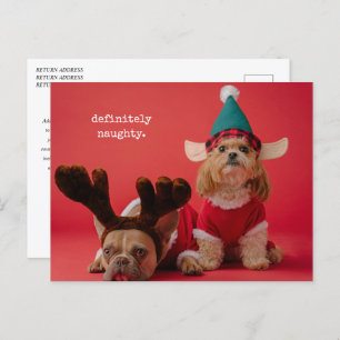 Definitely Naughty Pet Photo Cute Christmas Holiday Postcard