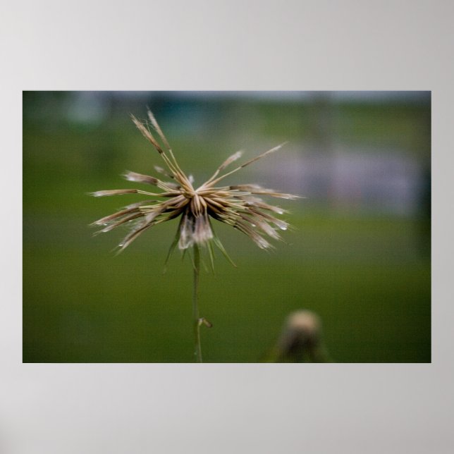 Deflowered Print (Front)