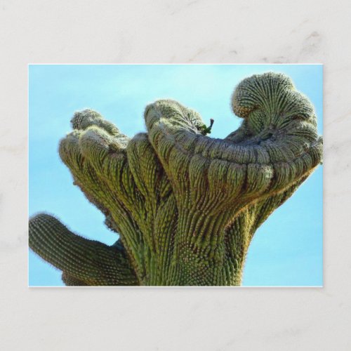 deformed saguaro cactusjpg postcard