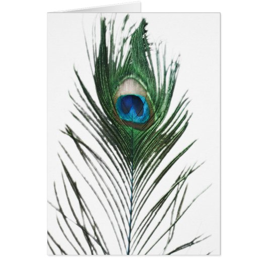 Defused Peacock Feather Cards (Front)