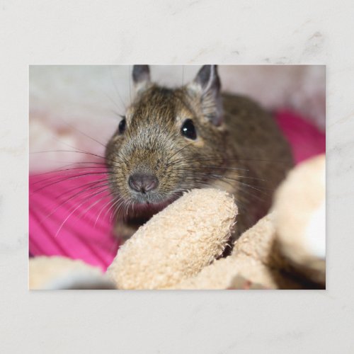 Degu Behind Fallen Teddy Bear Postcard