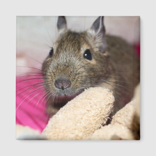 Degu Behind Teddy Magnet