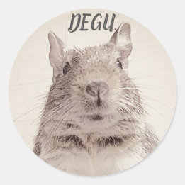 ♧ DEGU ♧ CLASSIC ROUND STICKER