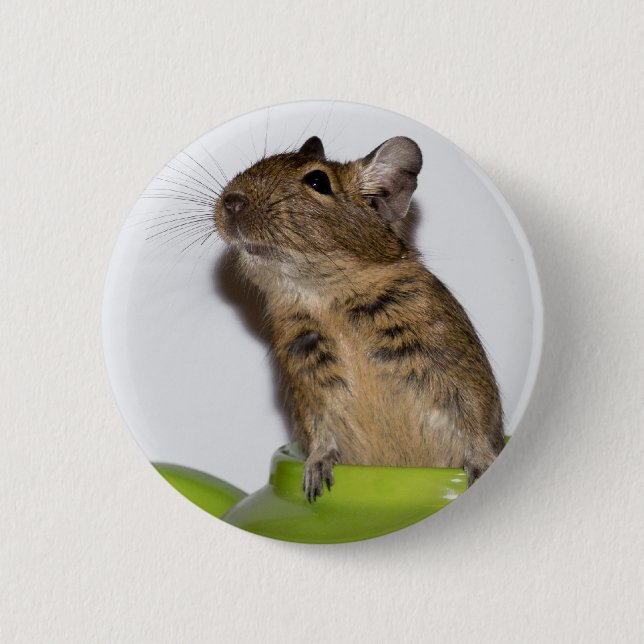 Degu in Green Photograph Pinback Button (Front)