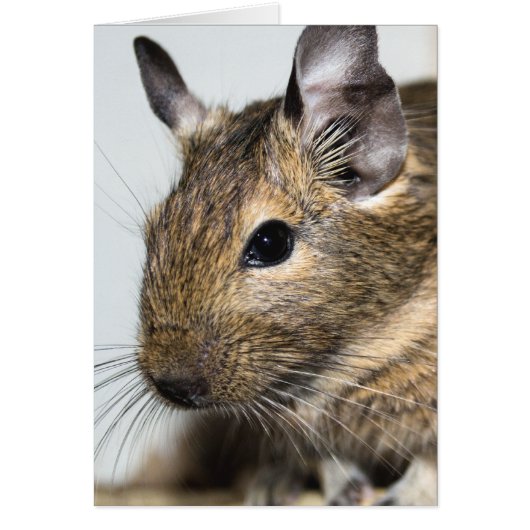 Degu Portrait (Front)