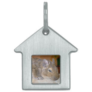 Degu Relaxing Pet Tag