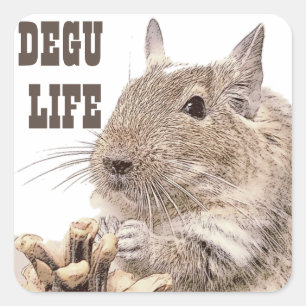 ► DEGU ►   Rodents Square Sticker