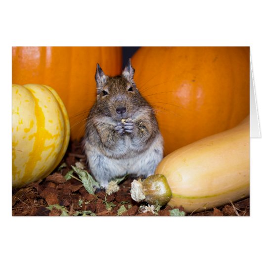 Degu with Pumpkin & Squash Cards (Front Horizontal)