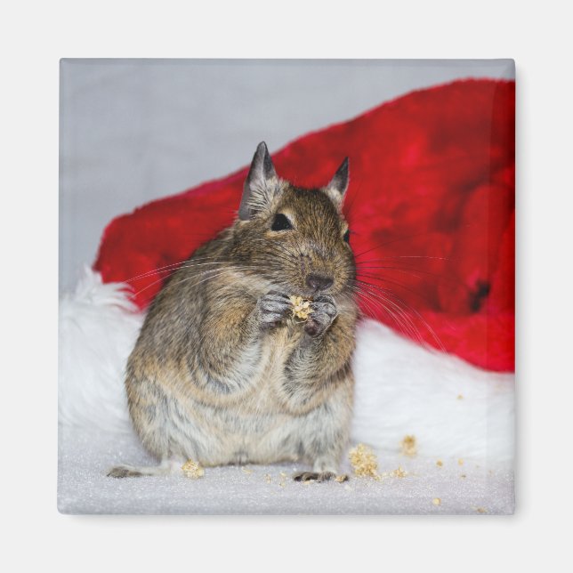 Degu with Santa Hat Festive Magnet (Front)