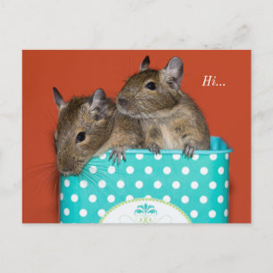 Degus Inside Coffee Tin 'Hi' Postcard