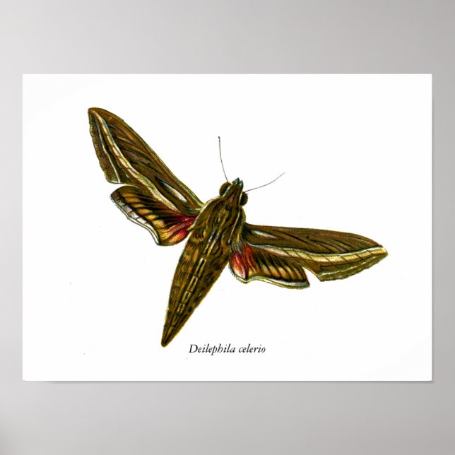 Deilephila celerio - Vine Hawk-Moth Poster (Front)