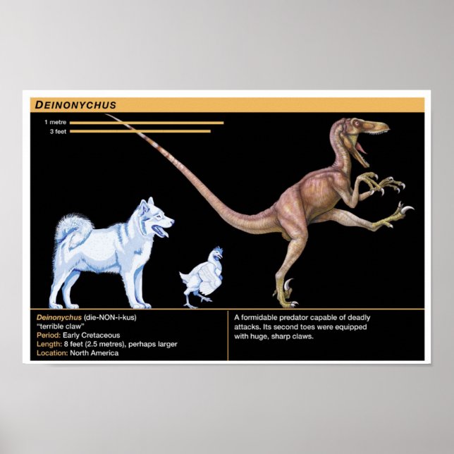 Deinonychus - Biology Jurassic Dinosaur Poster (Front)