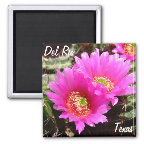 Del Rio Texas souvenirs pink cactus flower Magnet