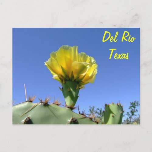 Del Rio Texas souvenirs yellow cactus flower Postcard