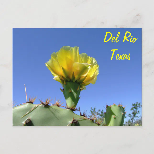 Del Rio Texas souvenirs yellow cactus flower. Postcard Zazzle