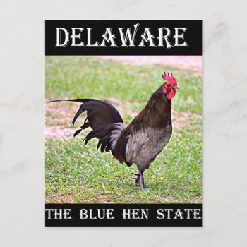 Delaware Blue Hen (rooster) Postcard by AmSymbols at Zazzle