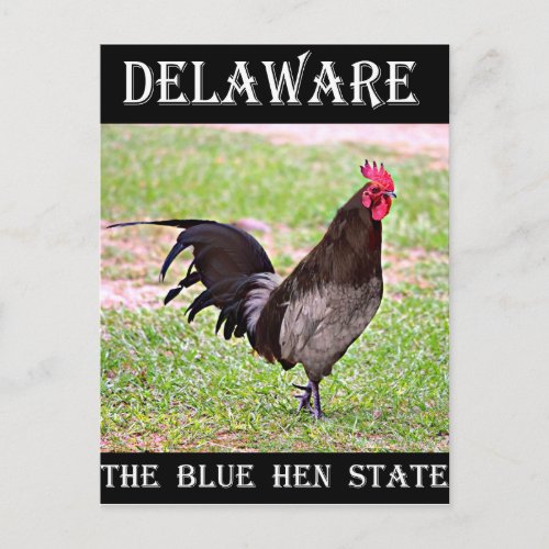 Delaware Blue Hen Rooster Postcard