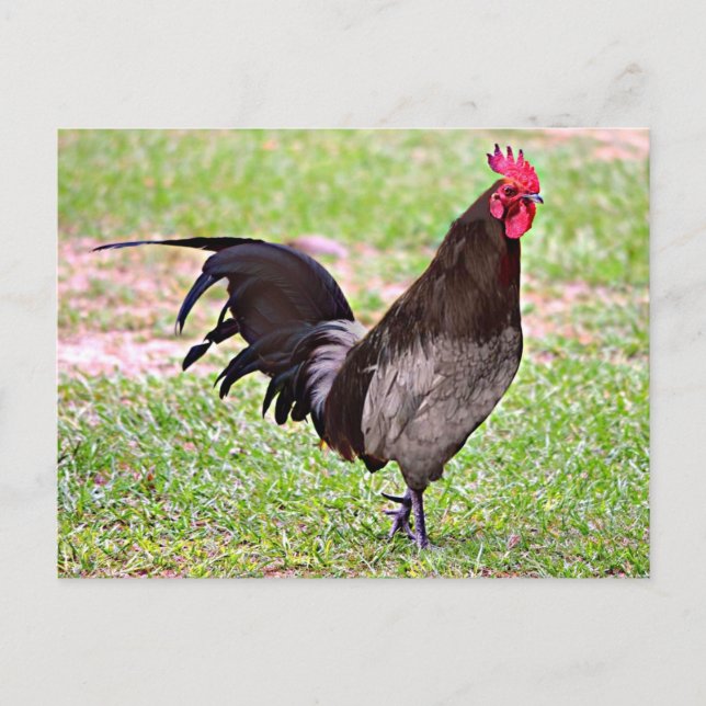 Delaware Blue Hen (Rooster) Postcard (Front)